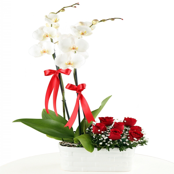 Antalya Çiçekçi Vazoda Orkide & 7 Adet Güller