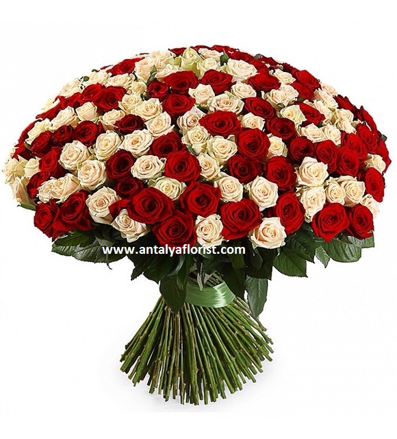 Antalya Çiçekçi 101 Adet Kırmızı Beyaz Gül
