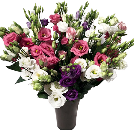 Antalya Florist 41 pc Mix Lisyantus 